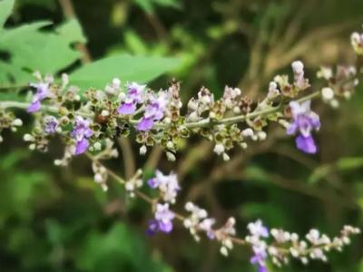 荊條什么時(shí)候開花