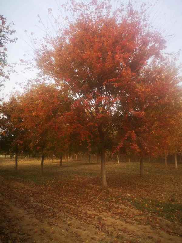 1731564484211510.jpg mmexport1622440764314.jpg