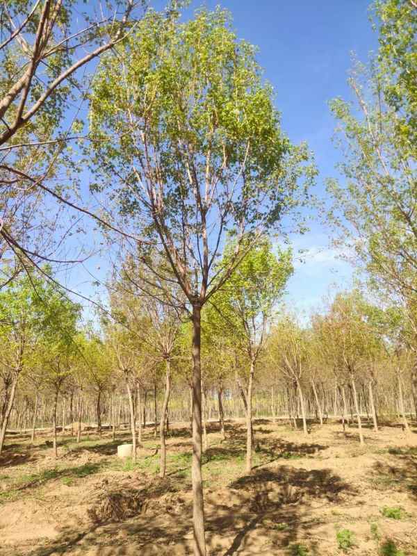 1731565179347666.jpg mmexport1618474850269.jpg