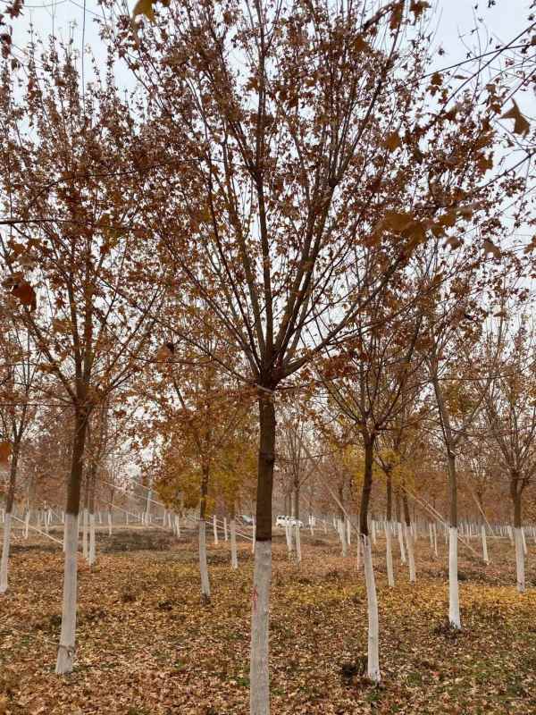 1731565267155824.jpg mmexport1606203641951.jpg