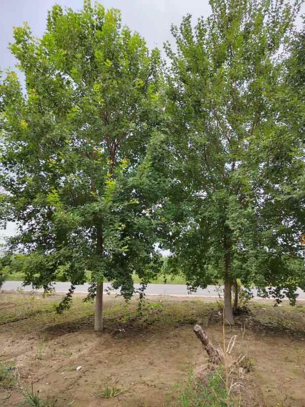 1731565524485745.jpg mmexport1631244469795.jpg