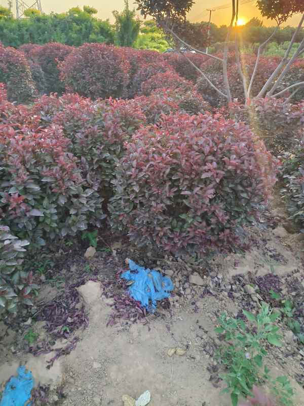 1731909705533656.jpg IMG_20230605_190846.jpg