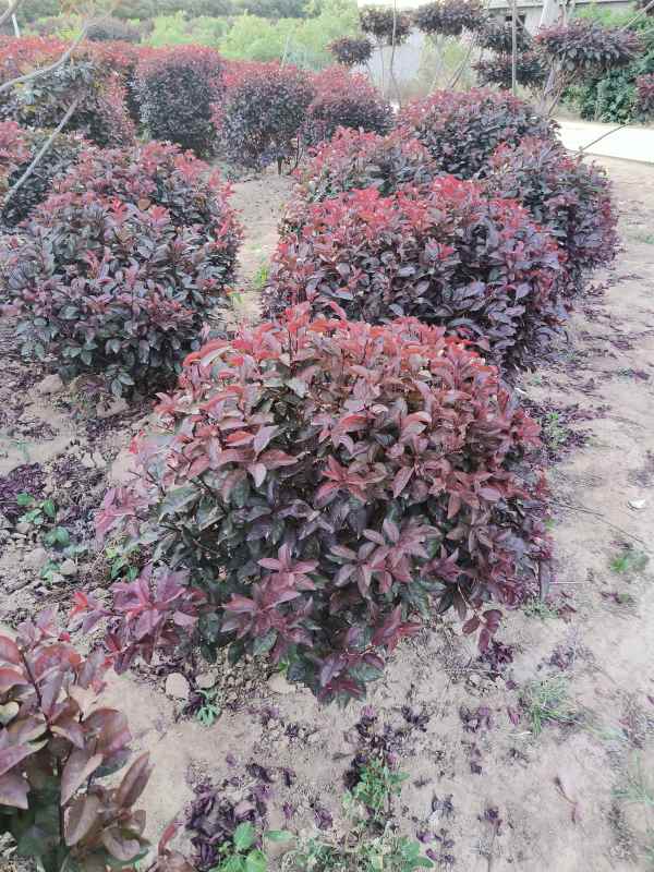 1731909953406080.jpg IMG_20230605_190844.jpg