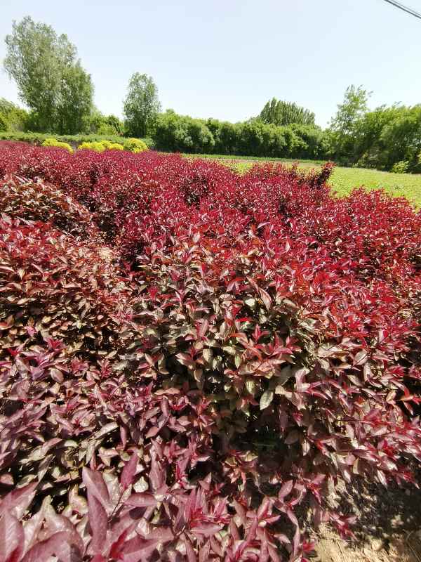 1731910116389012.jpg IMG_20230507_114432.jpg