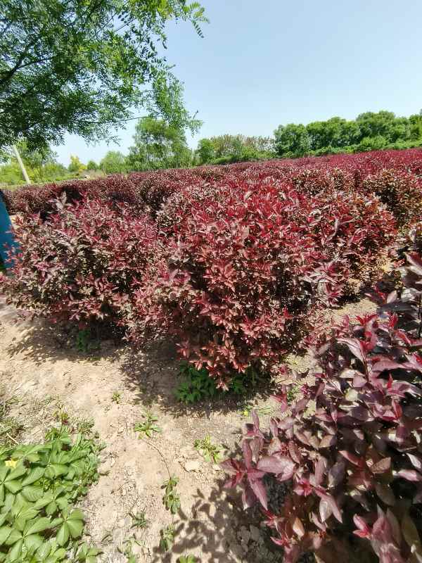 1731910401138758.jpg IMG_20230507_114429.jpg