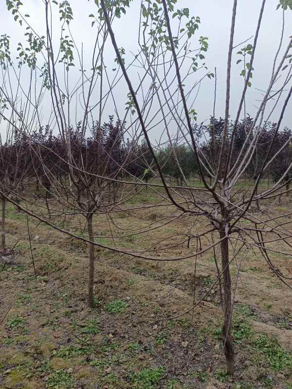 1732253394930620.jpg IMG_20211018_130213.jpg