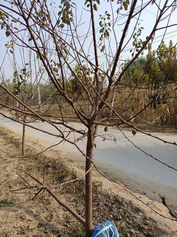 1732253672554274.jpg IMG_20211025_143214.jpg