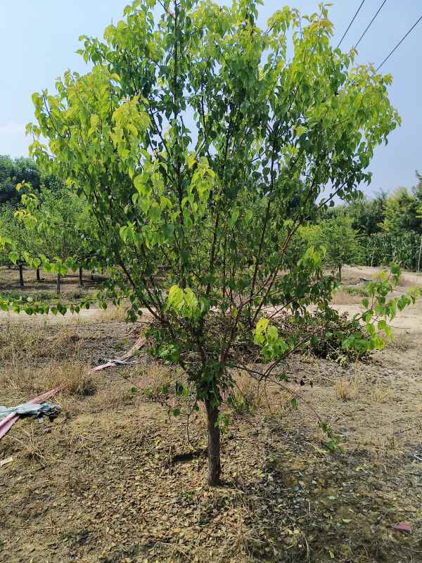 1732253739256887.jpg IMG_20230831_132106.jpg