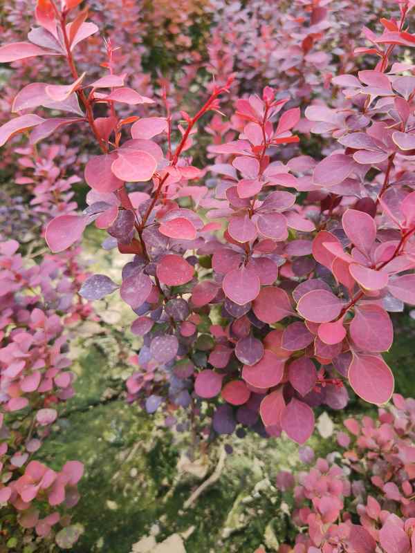 1734074355426730.jpg IMG_20230524_142735.jpg