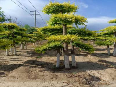 種植造型金葉榆，提升城市綠化品質(zhì)_提供免費(fèi)苗木報(bào)價(jià)