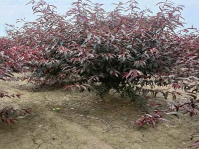 城市綠化新趨勢：紅葉碧桃的多樣應(yīng)用及苗木報價