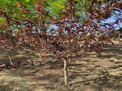 紅葉碧桃的種植與養(yǎng)護(hù)全攻略及苗木報價