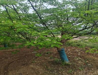 普及12公分垂柳種植需要注意點(diǎn)什么呢！
