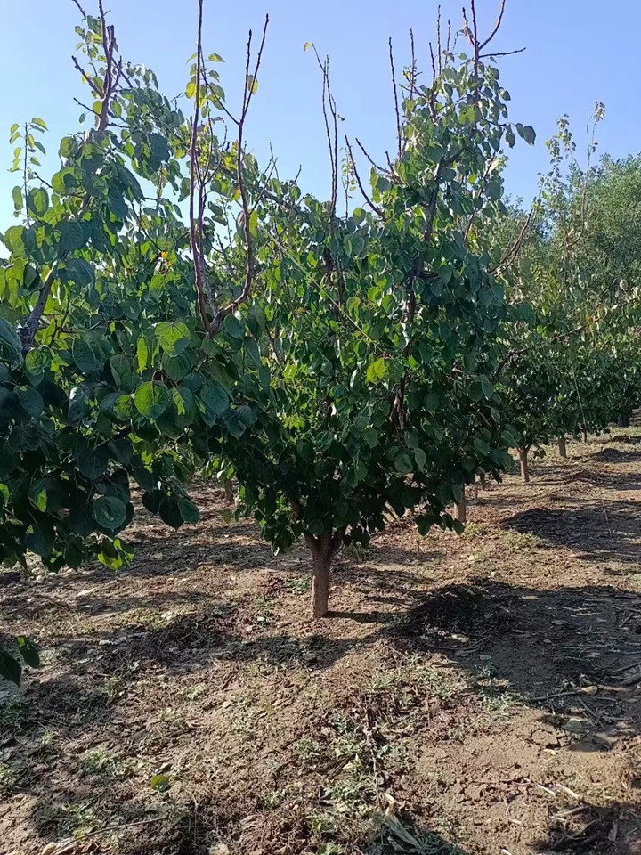 1754966687609559.jpeg 1750404851632719.jpeg