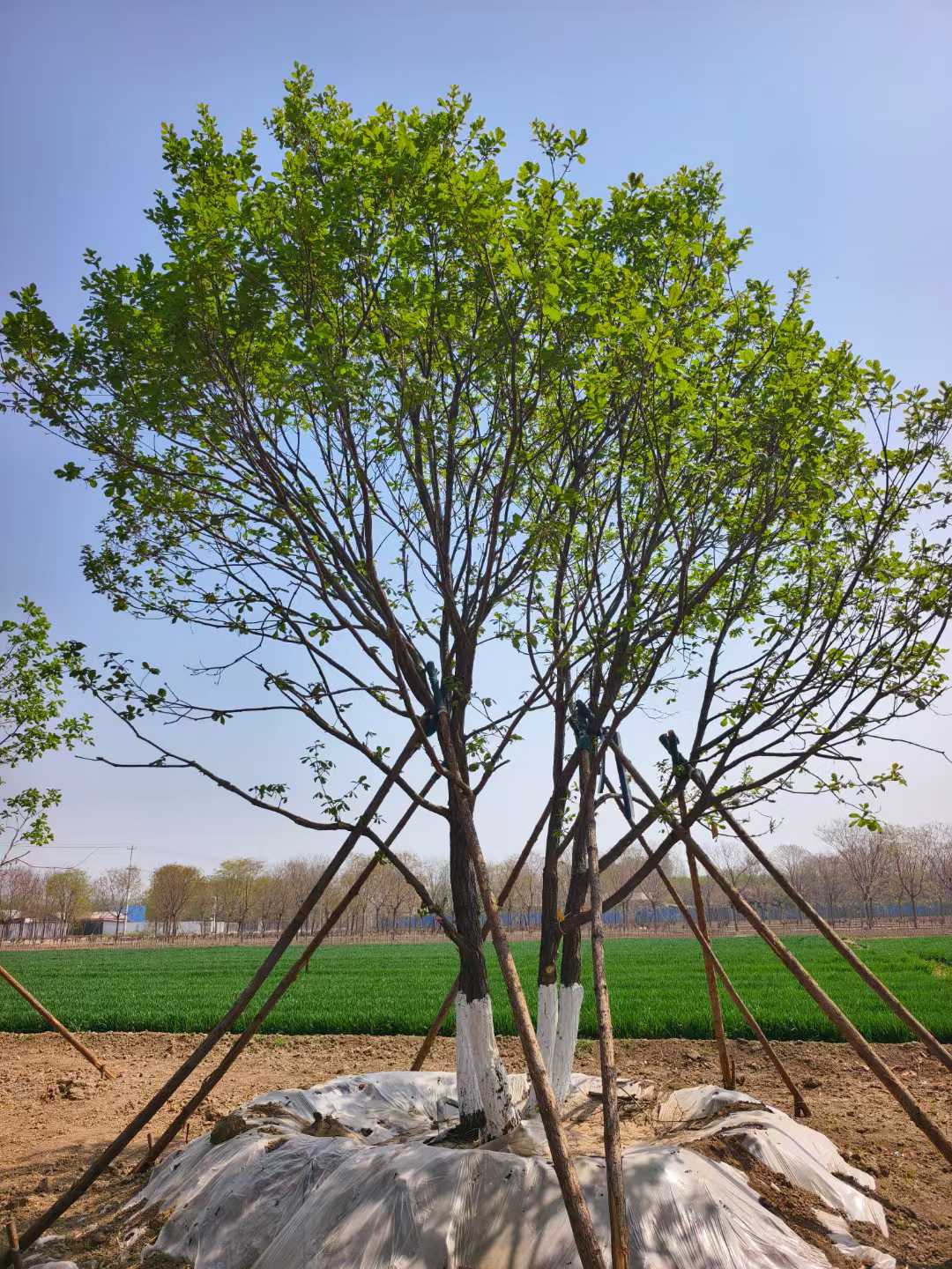 1756545390553080.jpg 1750403176510744.jpg