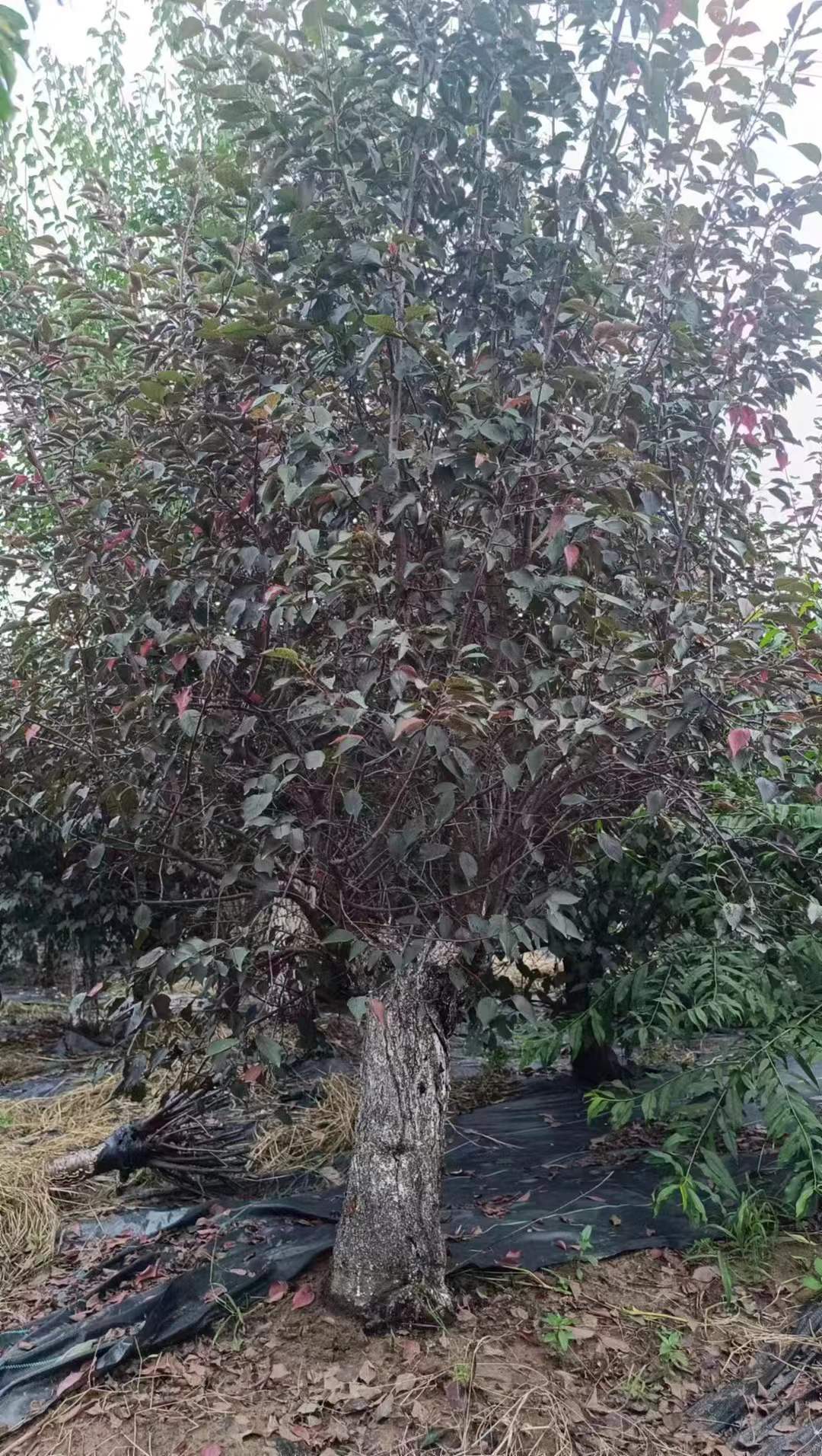 1756778740121206.jpg 1750404488433021.jpg