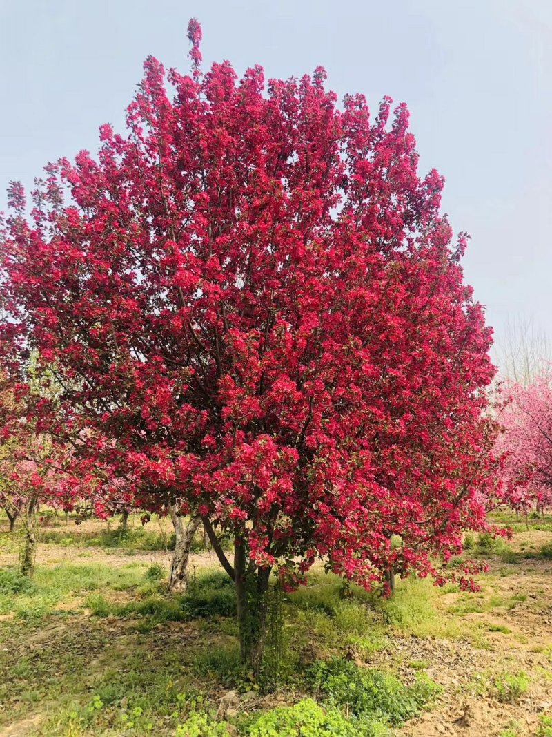 1757296159968497.jpeg 1750403914700002.jpeg