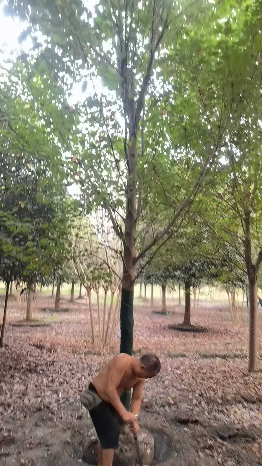 1757982820214751.jpg 1750404445980494.jpg