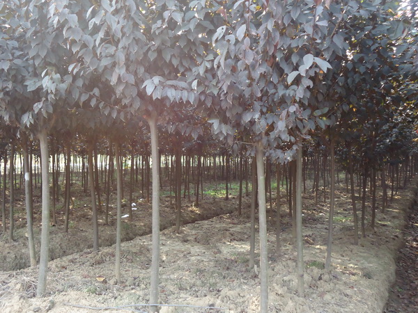 1758503789665029.jpg 05561a21f5fc88441e25c4aec149aa42.jpg